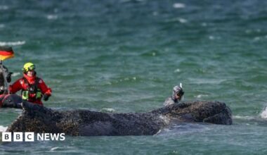 Marine biologist Robert Marc Lehmann attempts to help a beached whale lying in the waters of the Baltic Sea