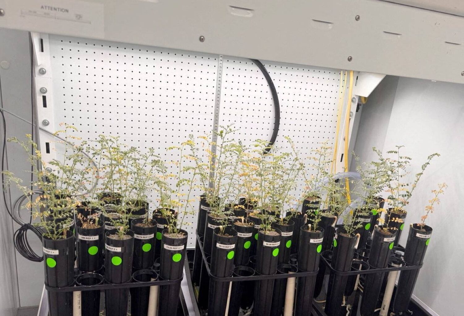 With lunar missions looming, scientists grow chickpeas in 'moon dirt'