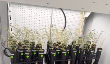 With lunar missions looming, scientists grow chickpeas in 'moon dirt'