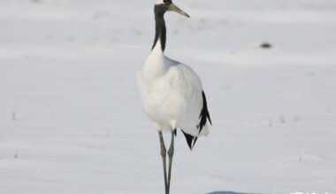 Japanese crane no longer considered 'threatened' as population recovers