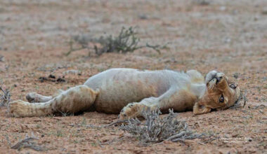 Wildlife Photographer Snaps 'Surprisingly Humorous' Moment Lion Cub Needs to Nap After a Big Meal