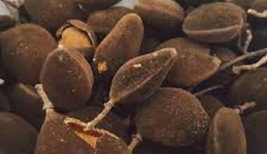 Exploring the health benefits of velvet tamarind, nature's gift to Ghana