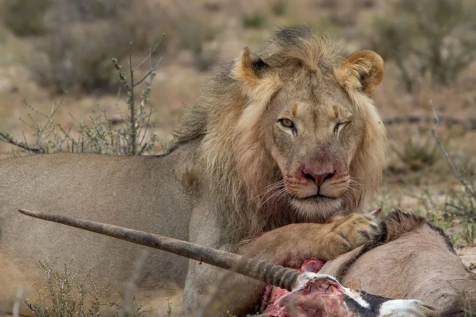Adult lion eating a gemsbokCredit: ©Johan J Botha