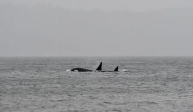 <div>Mysterious orca spotted in the Salish Sea.</div><strong>(Orca Conservancy)</strong>