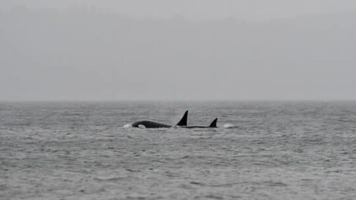 <div>Mysterious orca spotted in the Salish Sea.</div><strong>(Orca Conservancy)</strong>