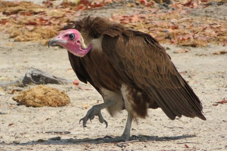 Hooded vultures are one of the most threatened vultures in the world, and are critically endangered due to belief-based trade, poisoning and habitat loss.