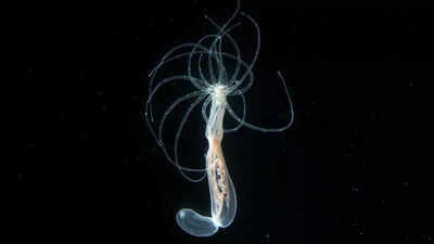 600-million-year-old secret of the human body may lie inside this brainless ocean creature