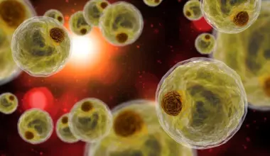 Nutrition Insight logo