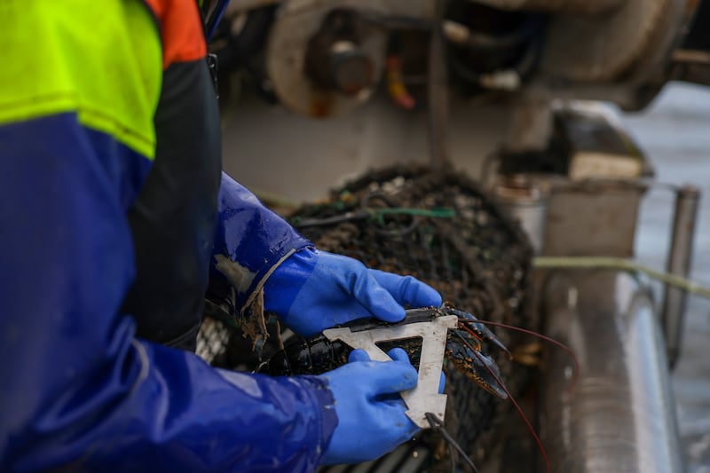 Menarry measures a lobster to see if its size meets regulations. Photograph: Enda O'Dowd
