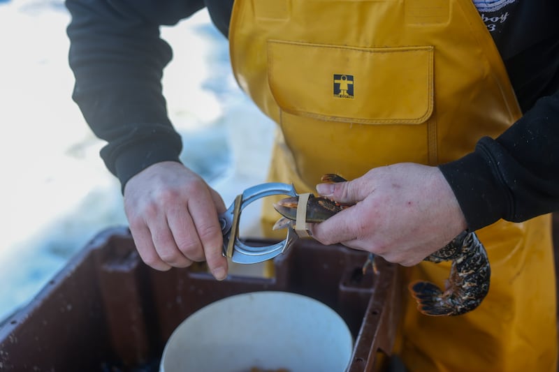 John Menarry puts rubber bands around a lobster's pincers. Photograph: Enda O'Dowd