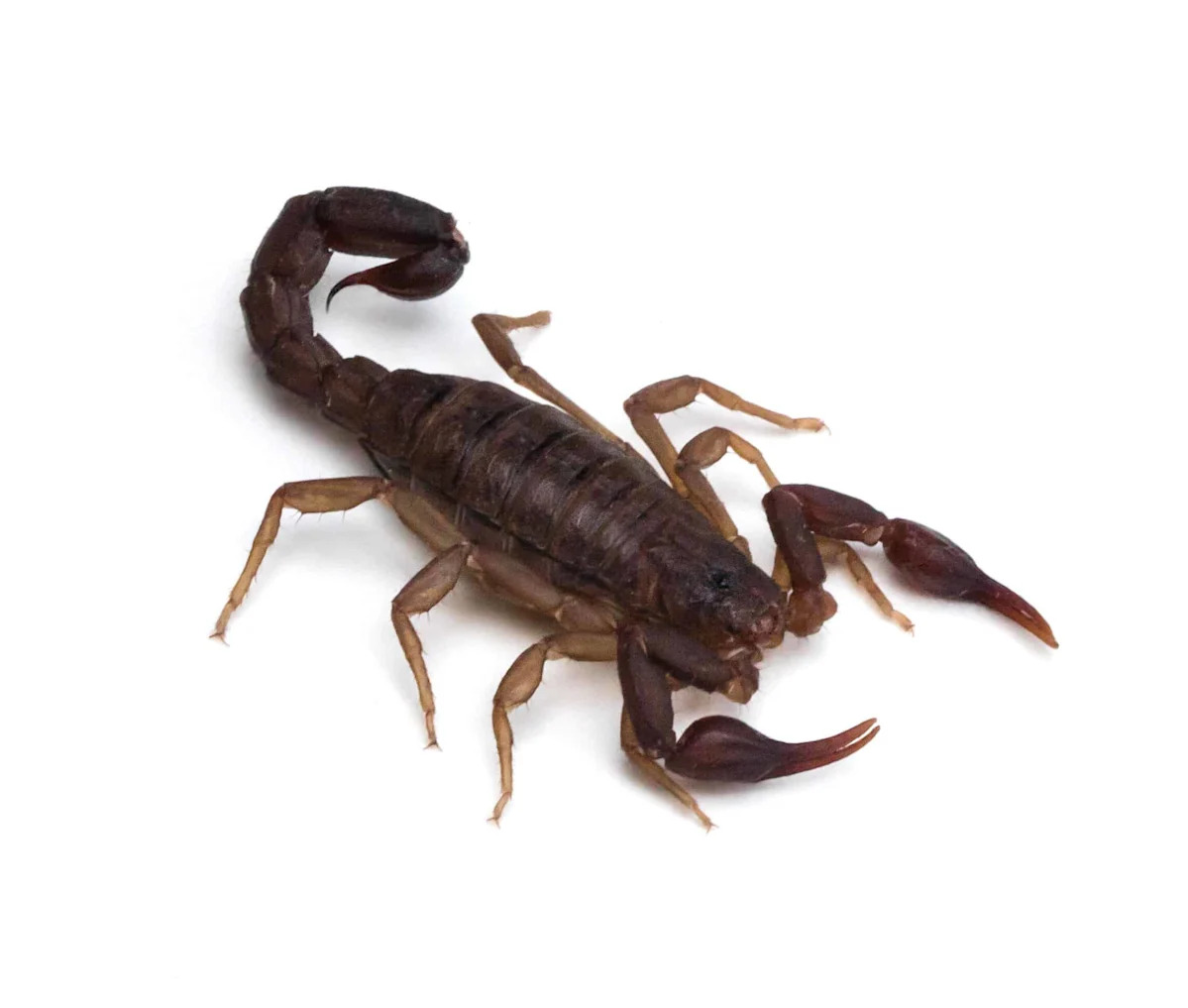 Scientists Can Now Predict Where the World’s Deadliest Scorpions Are Most Likely to Strike