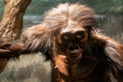 אוסטרלופיתקוס אפרנסיס מוזיאון