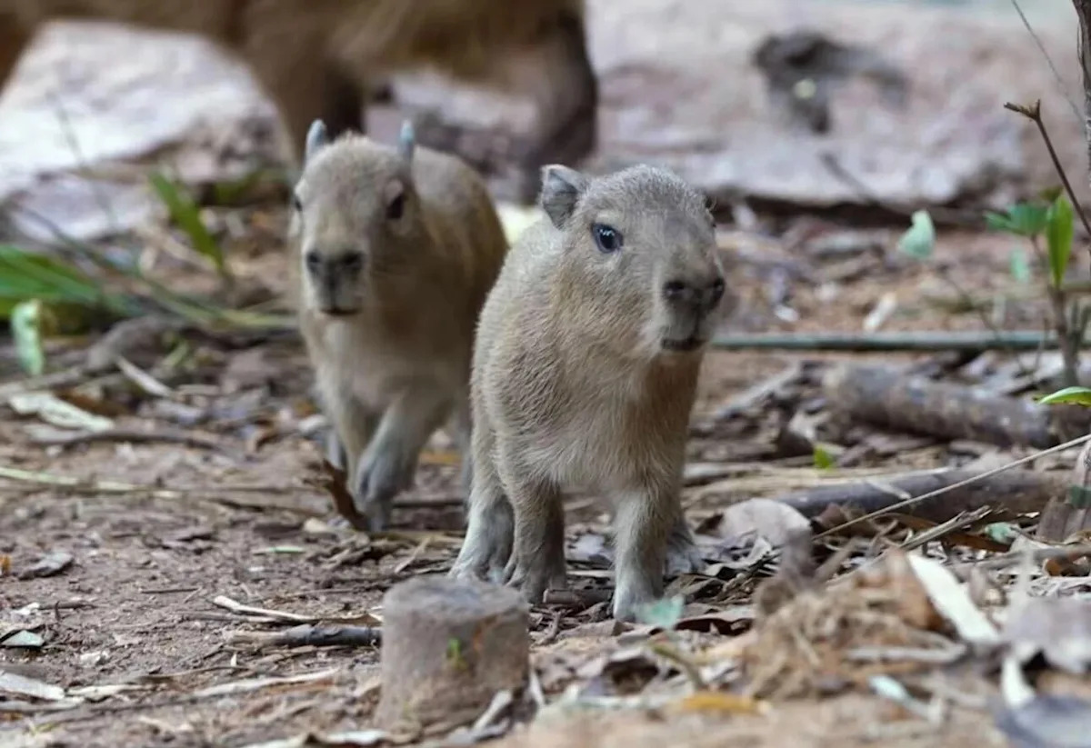 One of two capybaras born in Mandai Wildlife Reserve has died