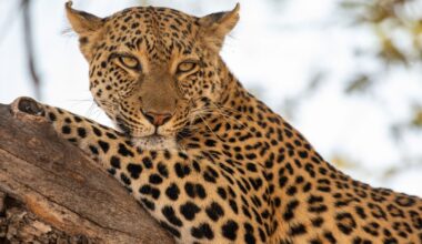 New BBC natural history documentary has first episode on Friday | UK | News