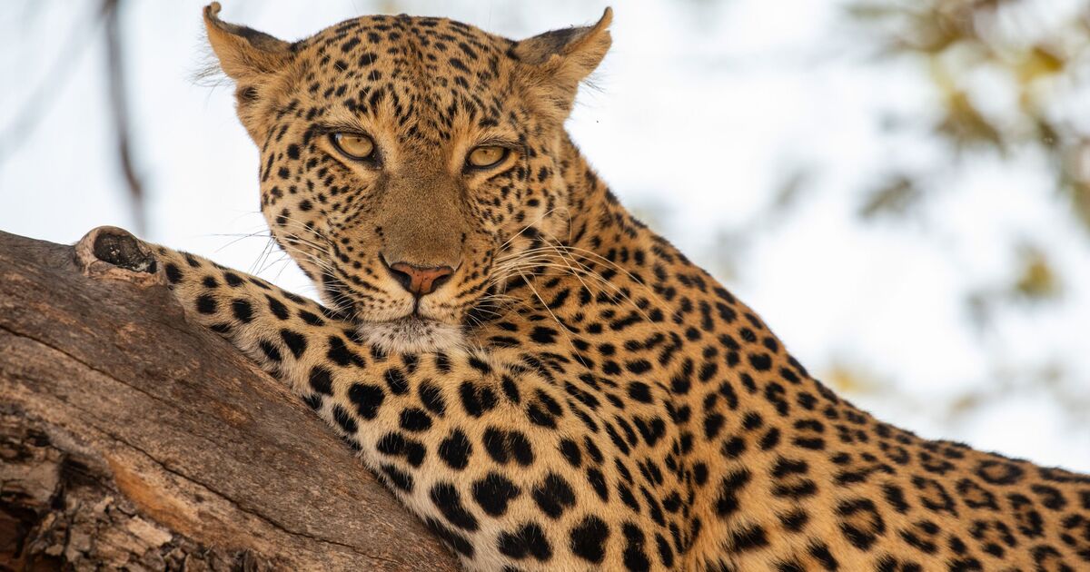 New BBC natural history documentary has first episode on Friday | UK | News