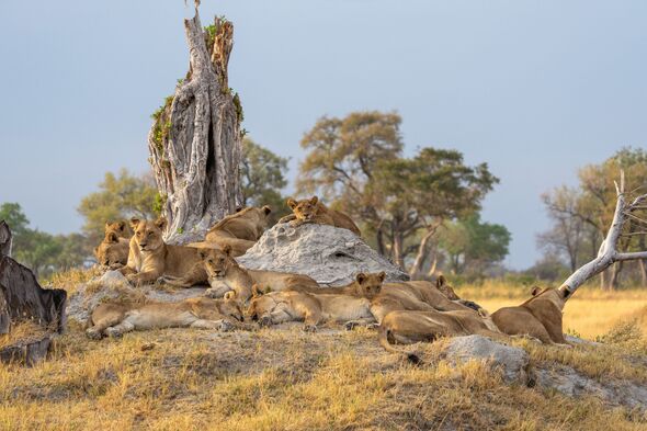 552893,TITLE:Big Cats 24/7 S2