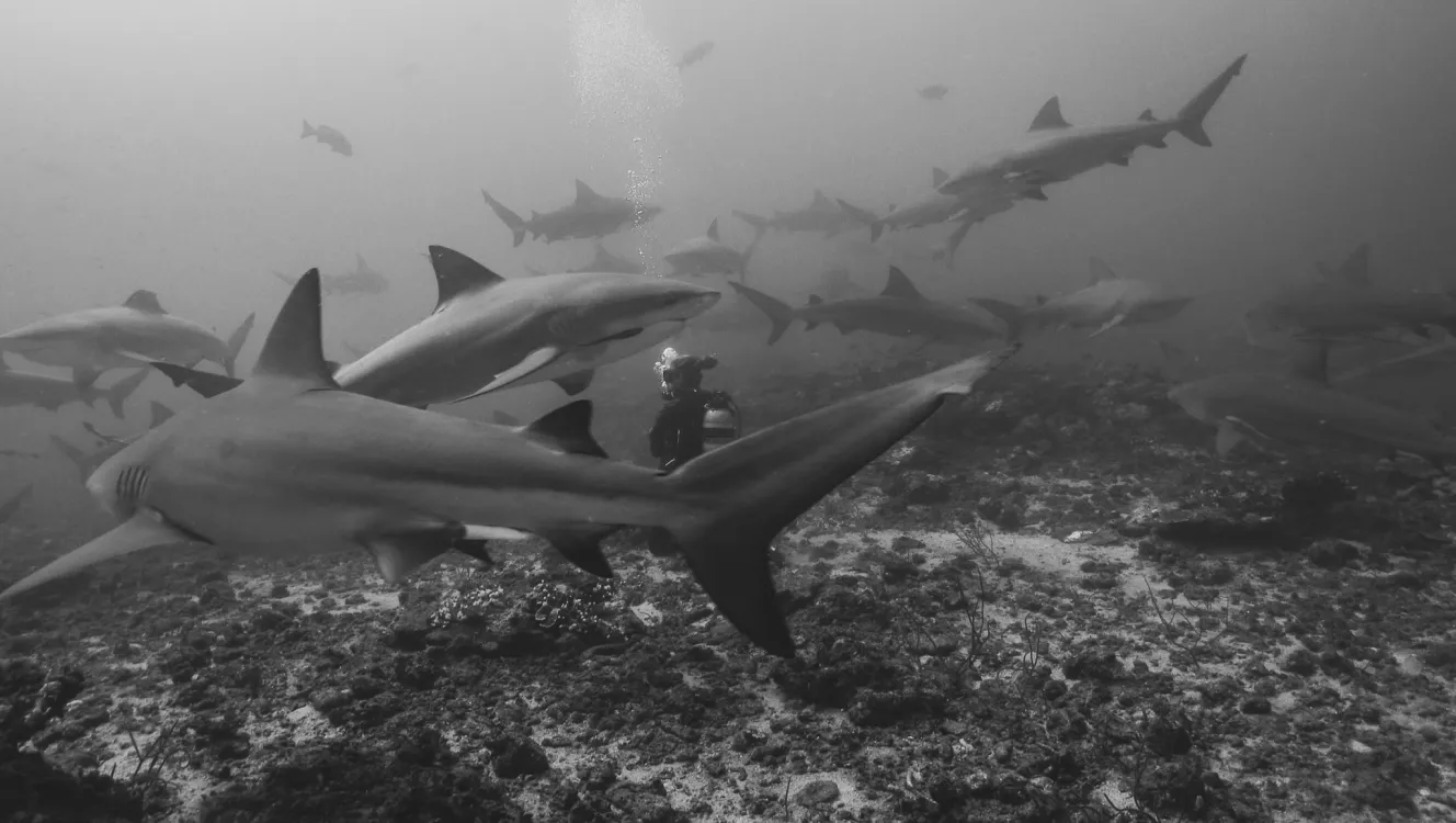 Black and white photo of a scuba diver surrounded by bull sharks underwater.