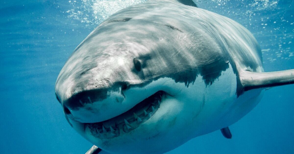 Huge 13ft-long great white shark spotted off coast of holiday hotspot loved by Brits | World | News