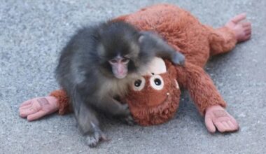 Why We’re Rooting For Punch The Monkey