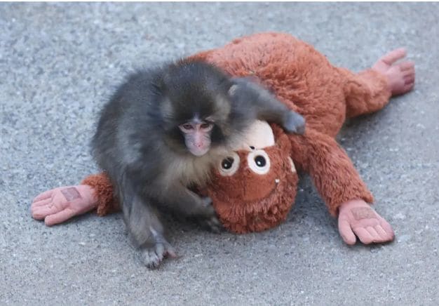 Why We’re Rooting For Punch The Monkey