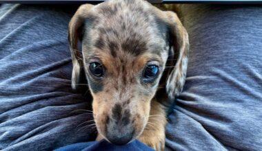 Puppy Advice in the Age of AI Answer Engines