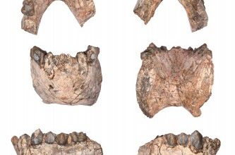 Howler Monkeys Began Eating Leaves 13 Million Years Ago, Changing Course of Primate History in South America