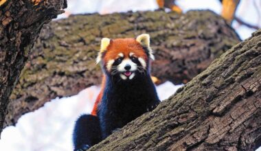 Conservation passion for the wild at heart