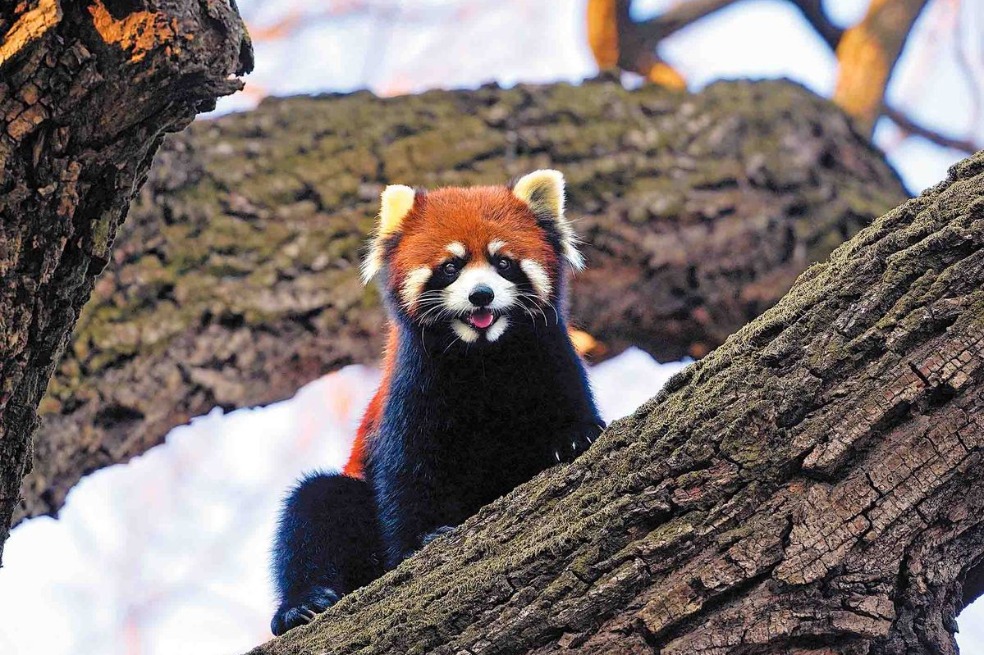 Conservation passion for the wild at heart