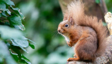 Limerick citizens asked to record squirrel and pine marten sightings