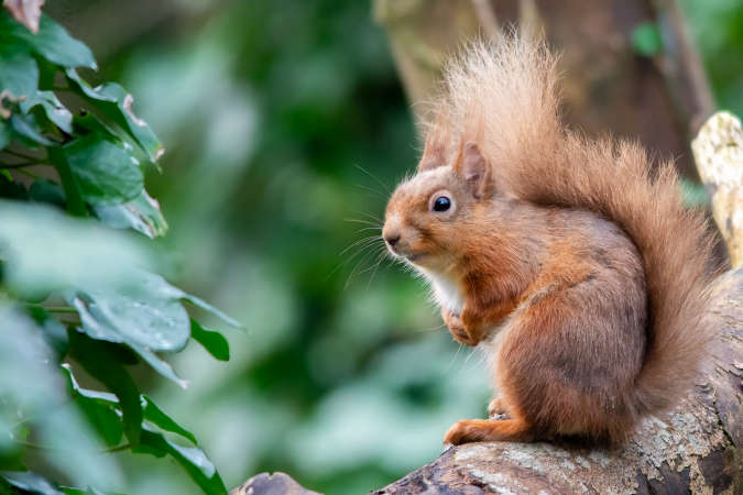 Limerick citizens asked to record squirrel and pine marten sightings