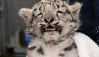 Snow leopard cubs take their best shots | Northwest & National News