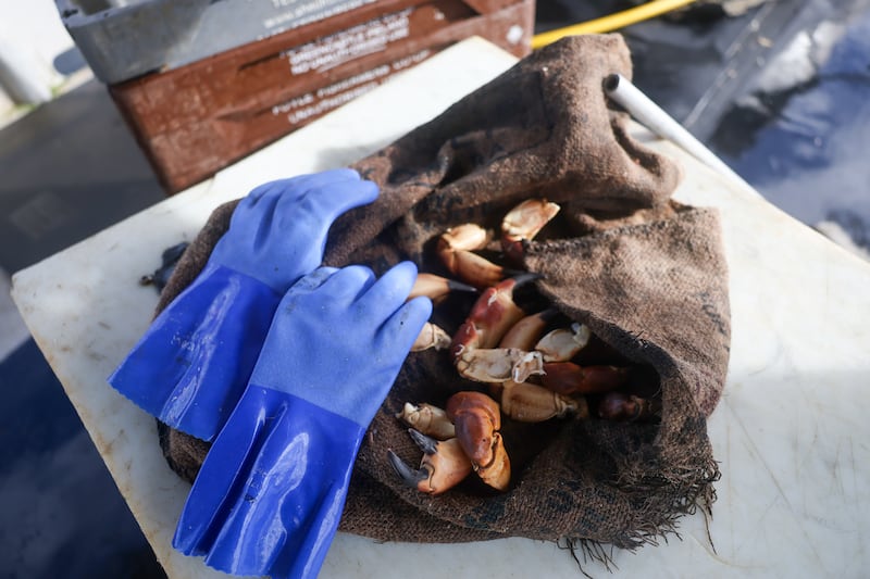 Crabs legs and gloves. Photograph: Enda O'Dowd