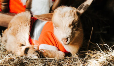 Yahoo lifestyle home