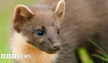 Stormy the pine marten sets up home at Stormont