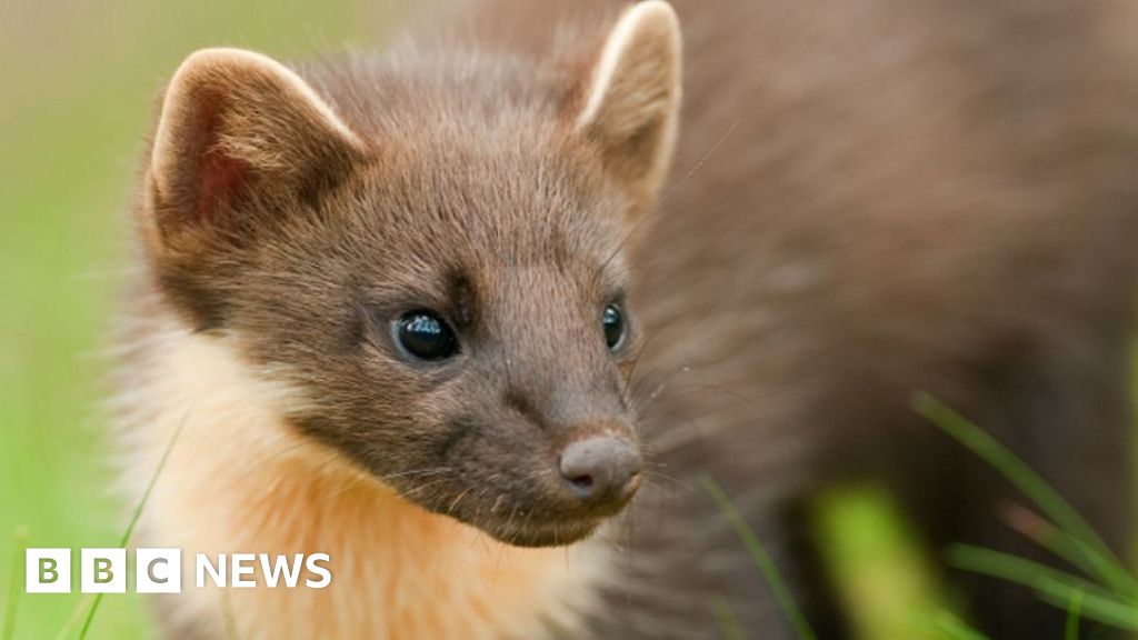 Stormy the pine marten sets up home at Stormont