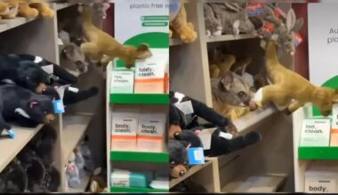Wild 'Imposter' Possum Caught Hiding Among Stuffed Animals At Australian Airport Shop