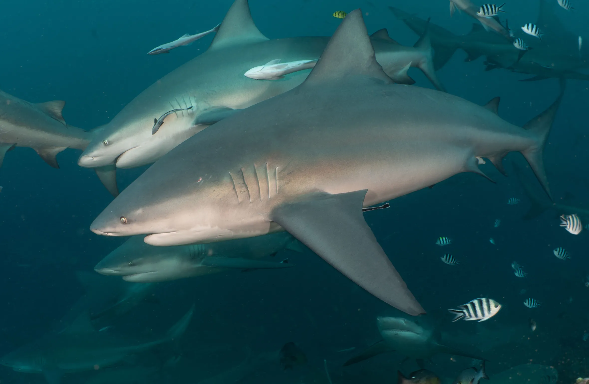 Adult bull shark named Chunky swimming parallel with subadult female bull shark named Lady Lazarus.