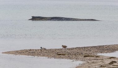 Concerns grow for stranded whale still stuck on German coast