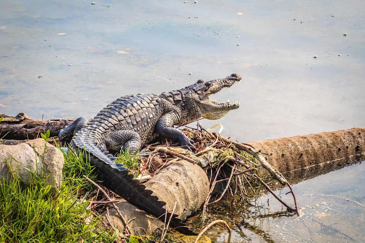 The Man-Eating Crocodile Linked to Over 200 Victims