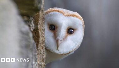 A close-up of an owl peeking around a tree