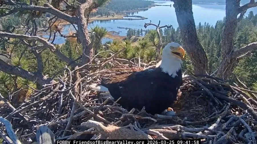 Two adult bald eagles, Jackie and Shadow, stand together in a large stick nest high in a tree above Big Bear Lake, preparing eggs ahead of the expected hatching period.