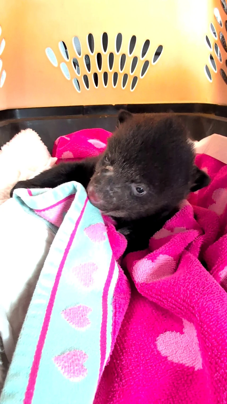 A black bear cub rescued from near Kamloops on March 23, 2026, was around five to six weeks old, according to Angelika Langen.