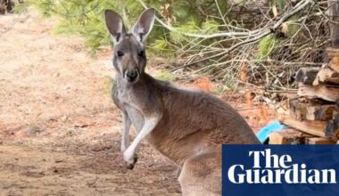 Chesney the kangaroo found three days after hopping away from farm | Wisconsin