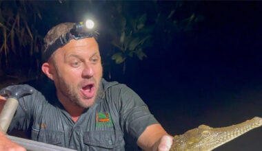 Crocodile spotted in creek behind Bunnings