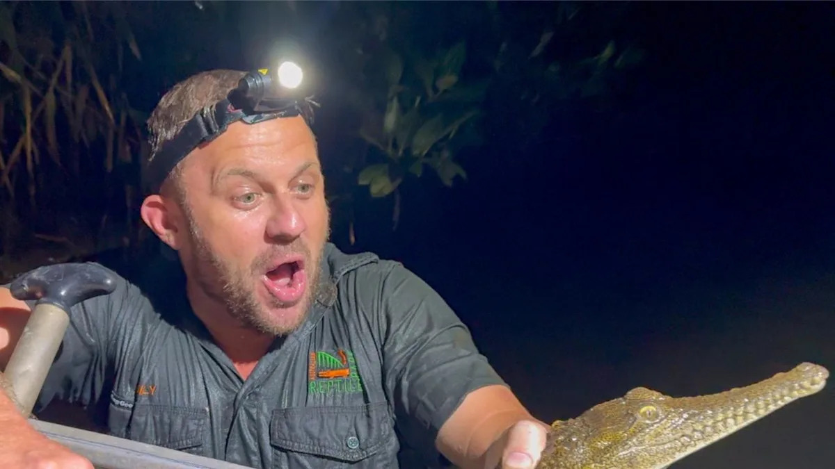 Crocodile spotted in creek behind Bunnings