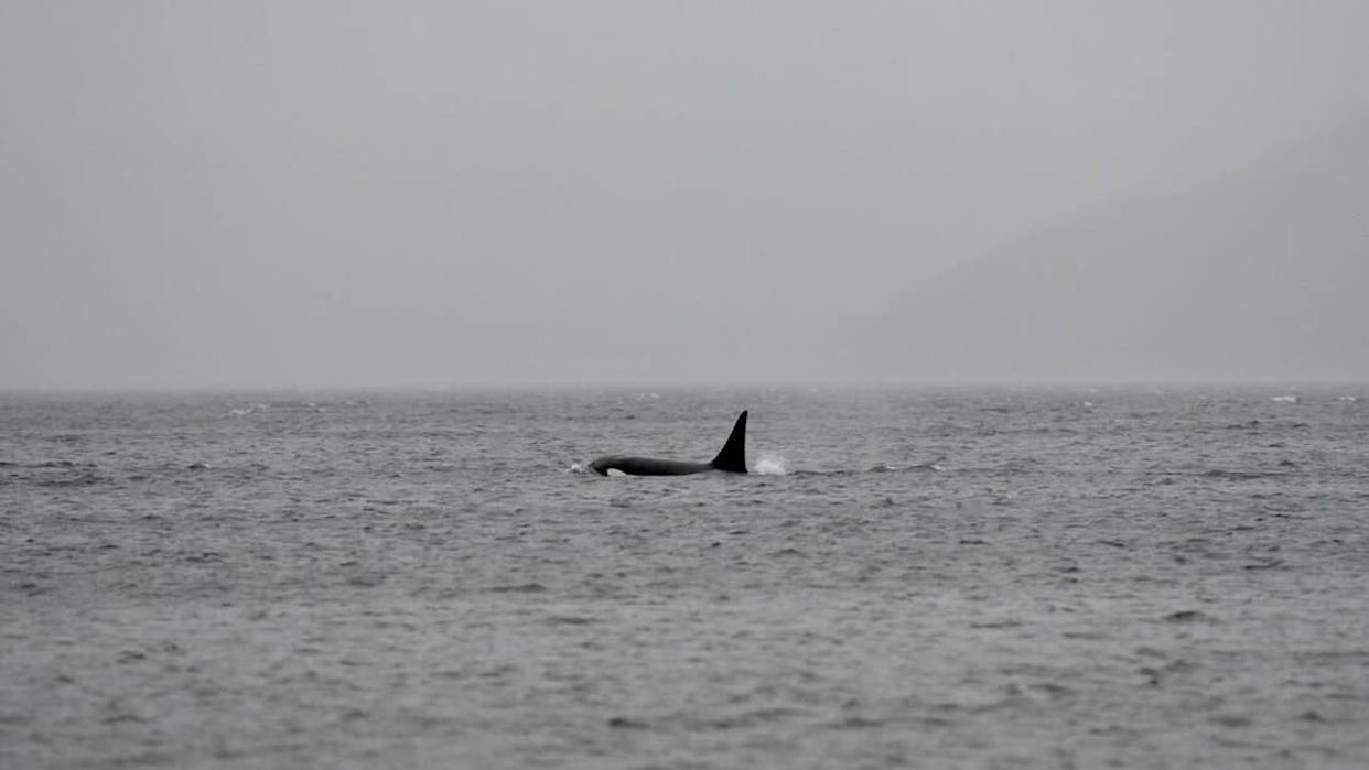 <div>Mysterious orca spotted in the Salish Sea.</div><strong>(Orca Conservancy)</strong>