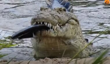 Crocodile filmed eating three sandals; ‘first step in making Crocs’