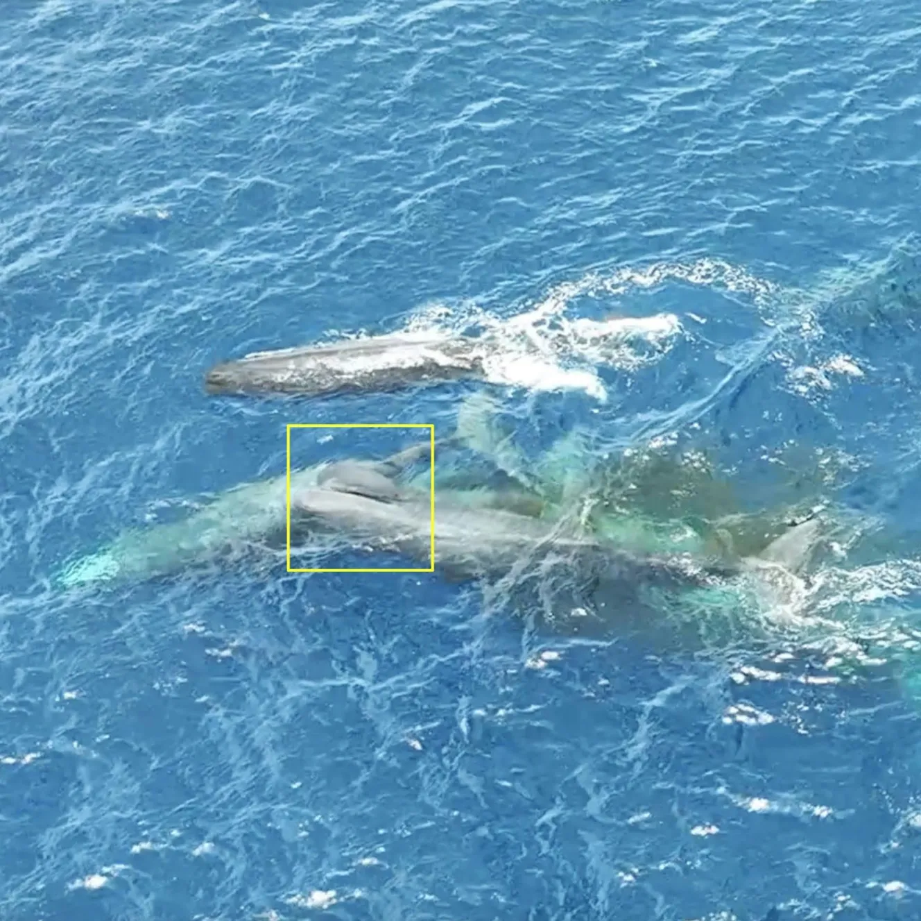 Drone footage of sperm whales teaming up to save newborn calf from drowning by lifting it above the water.