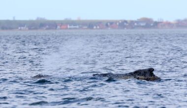 Walrettung live von der Wismarer Bucht | Regional