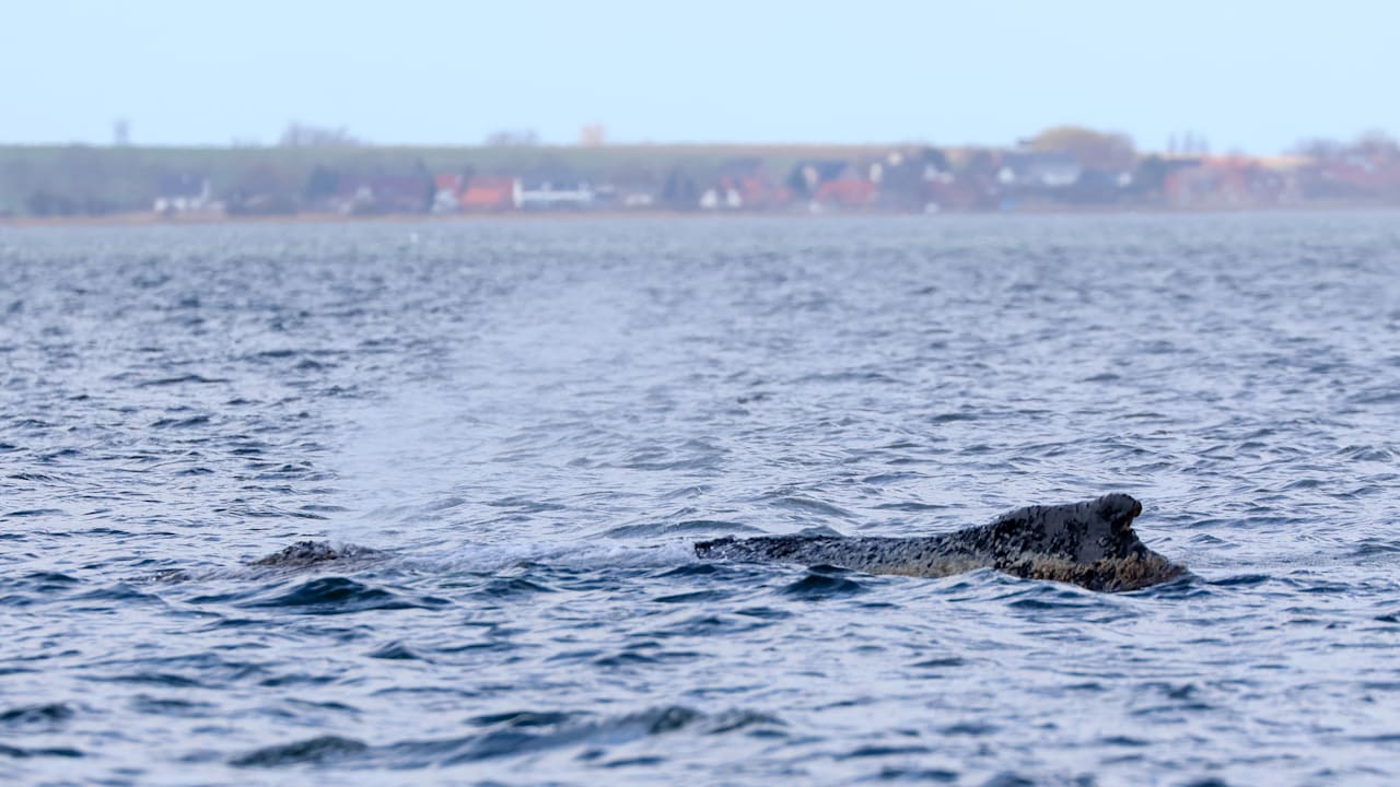 Walrettung live von der Wismarer Bucht | Regional
